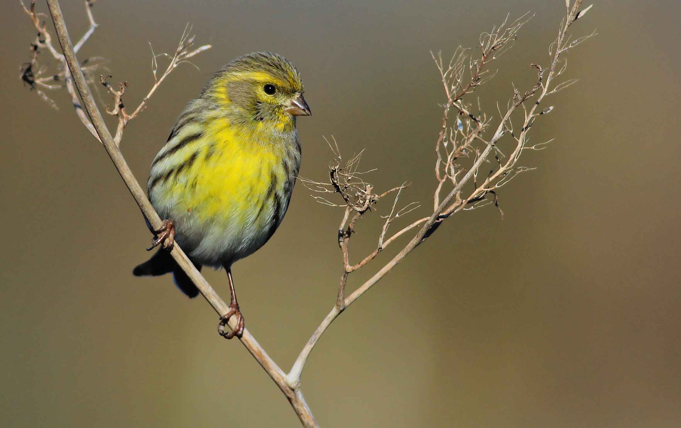 European Serin